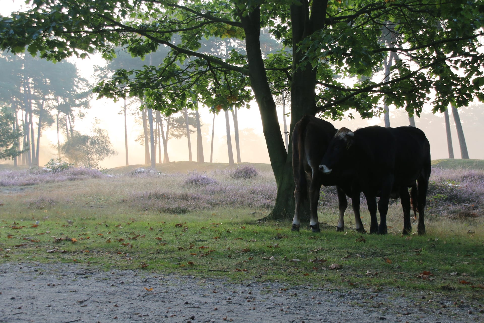 Rundgang Schaijkse Heide — 7 km