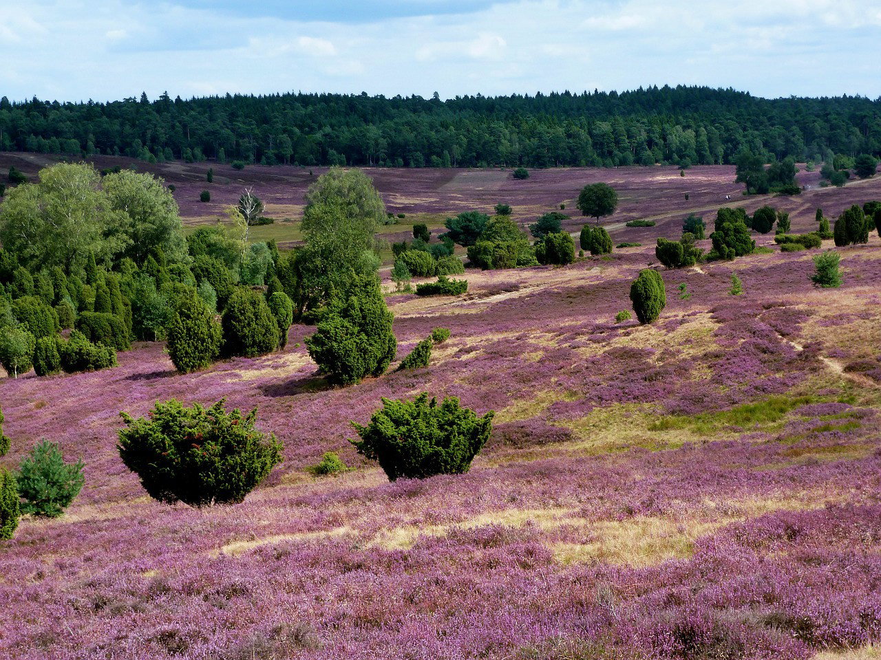 Ginkelse Heide