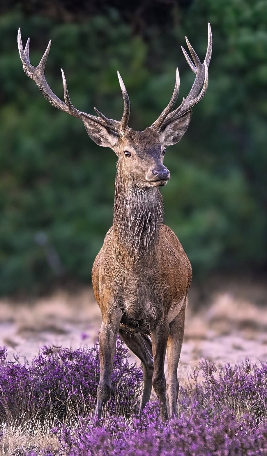 National Park De Hoge Veluwe